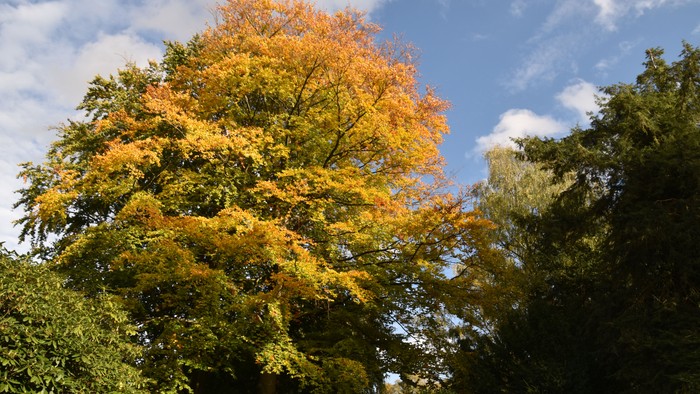 Ein Baum mit herbstlich gefärbten Blättern vor blauem Himmel