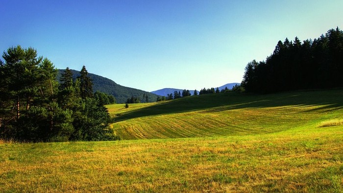 En stor, grøn marker med skov og bjerge i baggrunden