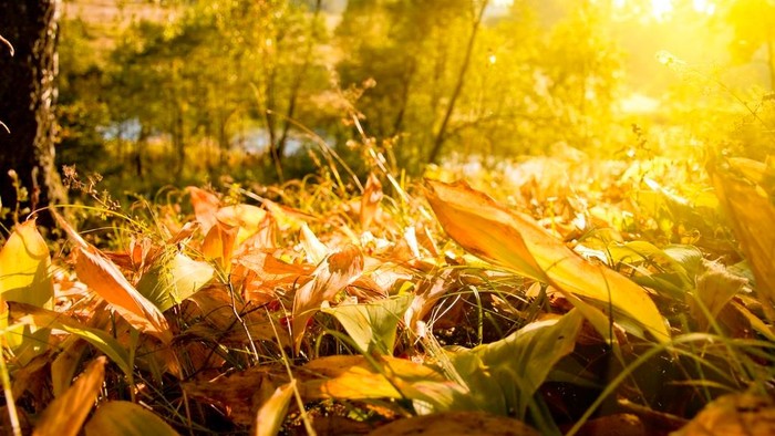 En solskinnede skog med faldne løv på bakken