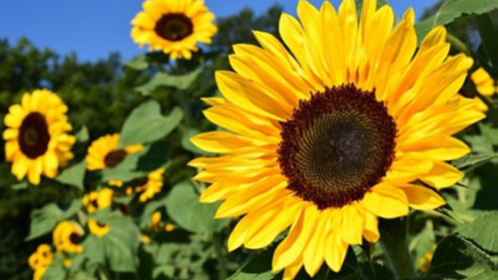 Leuchtende Sonnenblumen vor blauem Himmel