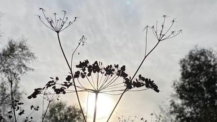 En sort hvid fotografi af en blomst med en solopgang i baggrunden