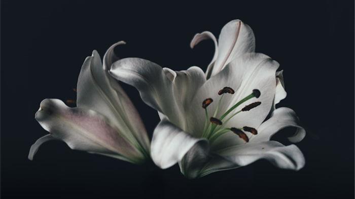 Two white lilies with dark centers against a black background.