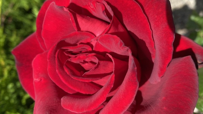 En rød rose med grønne blade.