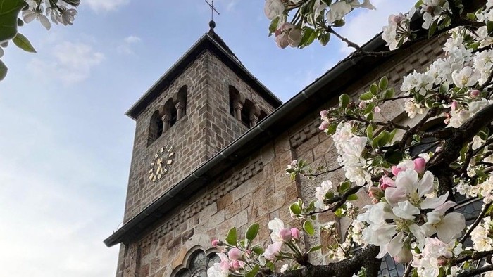 Hier sieht man den Kirchturm der Johanneskirche mit Apfelbaumblüten davor.