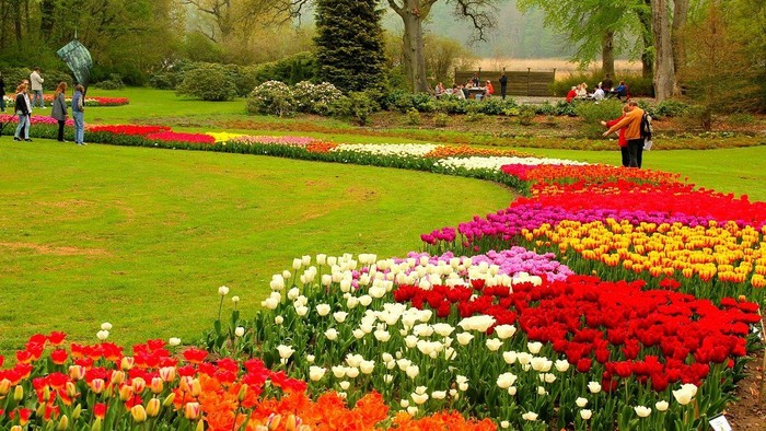 Farverig tulipanhave med livlige blomster arrangeret i pæne, slyngede mønstre på en frodig grøn græsplæne.