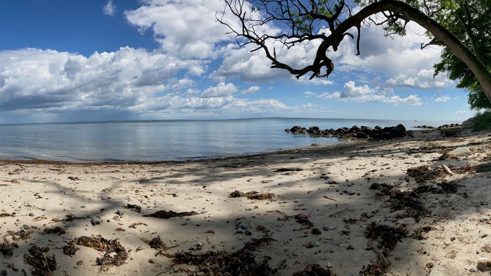 En smuk strandoverflade med græs og træer ved siden af havet