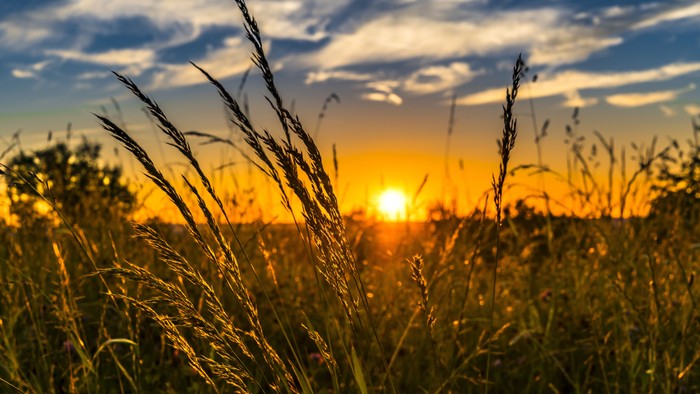 En skøn solnedgang over et engområde med høje græssarter