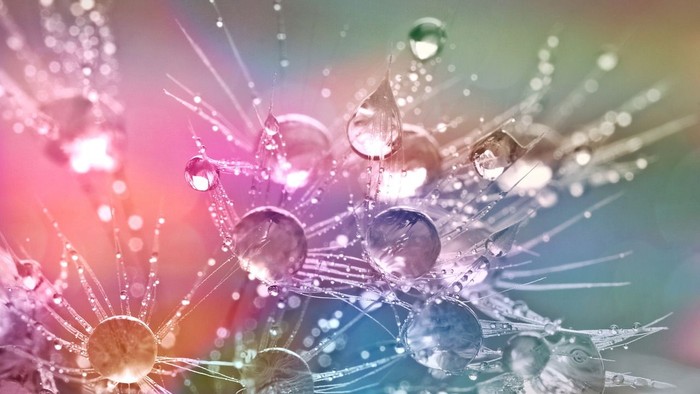 Wassertropfen auf Blütenblättern im Sonnenlicht