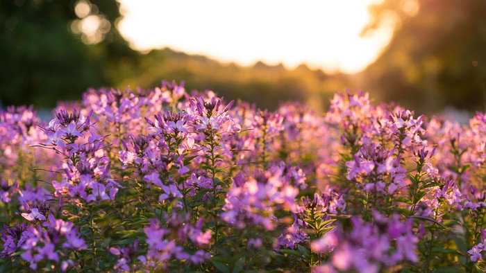 En stor blomstereng med violette blomster under solnedgang