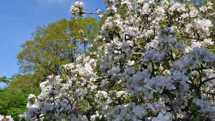 Et blomstrende træ med mange hvide blomster under en klar blå himmel