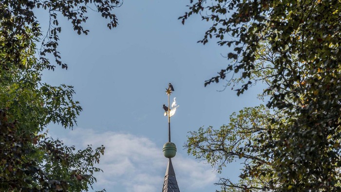 Wetterhahn auf einer hohen Turmspitze, eingerahmt von belaubten Baumzweigen unter einem klaren Himmel.