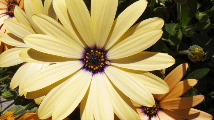 En stor gul blomst med mørke midte og flere mindre blomster i baggrunden