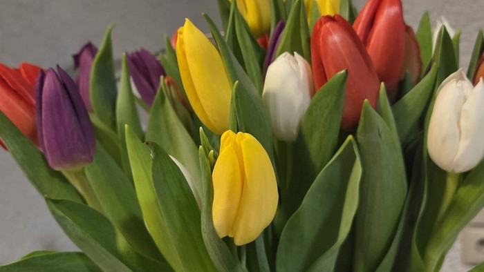 Leuchtender Strauß aus roten, gelben, violetten und weißen Tulpen, arrangiert mit frischen grünen Blättern.