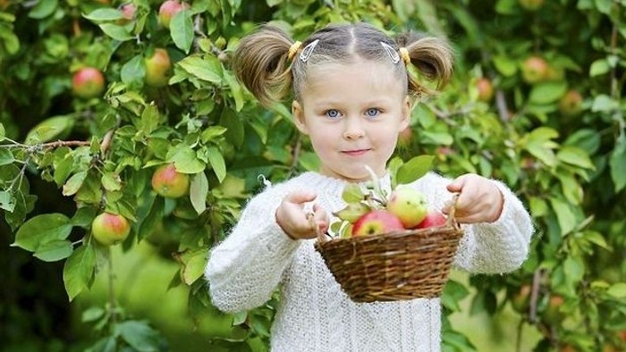 En glad ung pige holder en kurv fyldt med friskplukkede æbler i en frugthave.