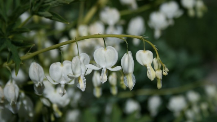 Blomsterstængel med hangeblomster.