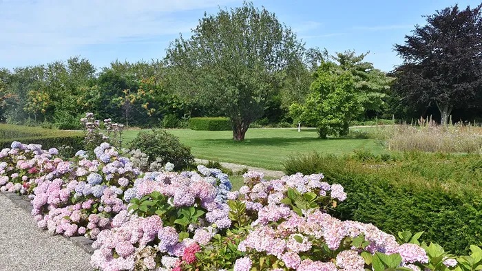Blomstrende hortensiaer