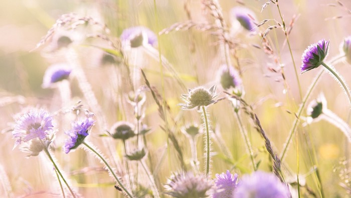 En blomstereng med blå og hvide blomster i sollys.