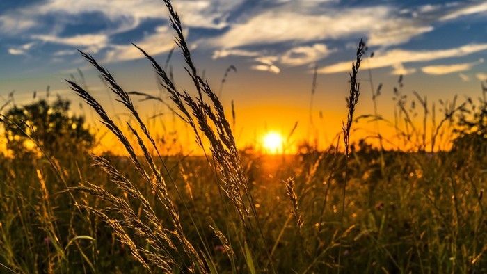 Guldskimrende solnedgang skinner gennem højt græs under en dramatisk, skyomsluttet himmel.