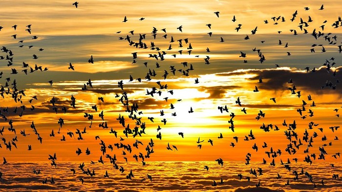 En stor flok mørke fugle flyver over en sø ved solnedgang