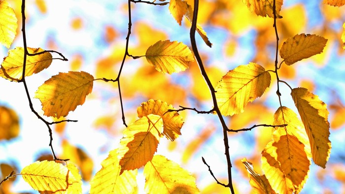 Guldtintede løver på grene mod himmelblå bakgrund