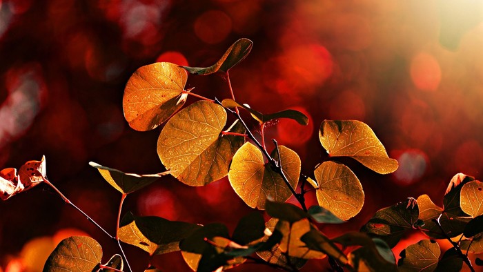 En gren med gule og grønne blade foran et rødt og blømt baggrund.