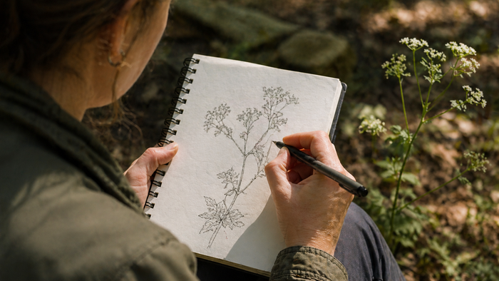 Nahaufnahme über die Schulter einer Person, die im Wald sitzt und mit einem Stift eine filigrane Pflanze in ein Skizzenbuch zeichnet; neben dem Block steht die echte Pflanze, Sonnenlicht fällt durch Blätter und erzeugt eine ruhige, konzentrierte Atmosphär
