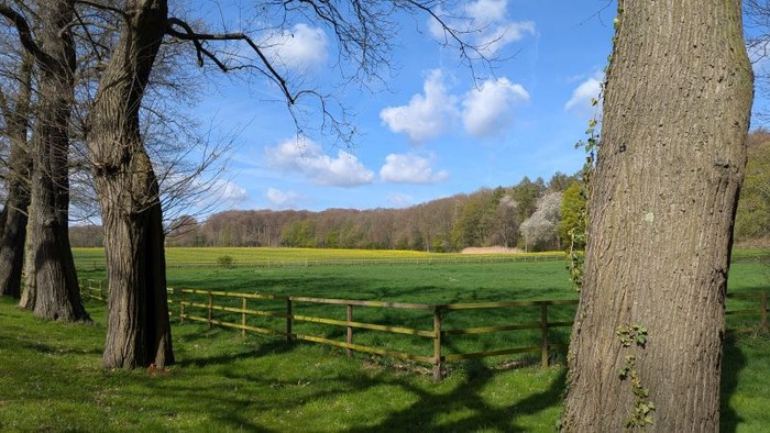 Eine ruhige Landschaftsszene mit goldenen Feldern, hohen Bäumen und einem Holzzaun unter einem blauen Himmel.