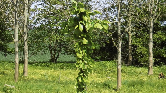 En stor grøn kæmpe på en eng med træer i baggrunden