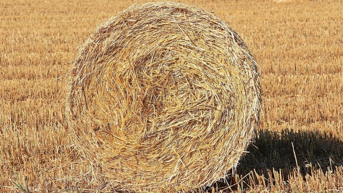 Ein großer runder Heuballen liegt auf einem Feld mit trockenem Gras.