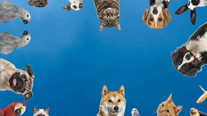 Viele Haustiere - Hund, süße Katzen, Papageien, Wellensittiche vor blauem Hintergrund. Eine Einladung zum Tiersegnungsgottesdienst