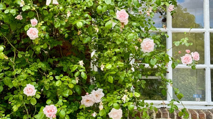 Rosen ranken an einer Ziegelmauer neben einem Fenster