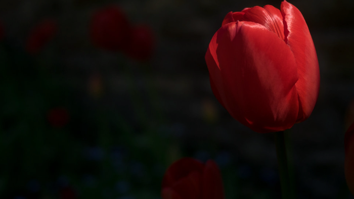 En levende rød tulipan skiller sig ud mod en mørk, sløret baggrund med en anden delvist synlig blomst.
