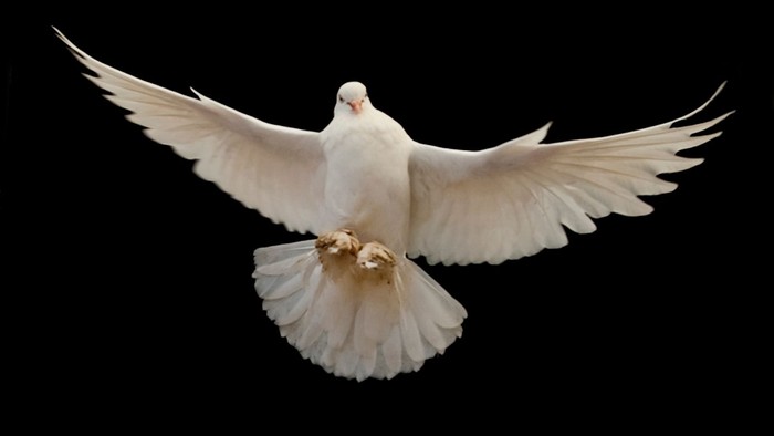Et par hvide duer, der elegant flyver sammen mod en mørk baggrund.