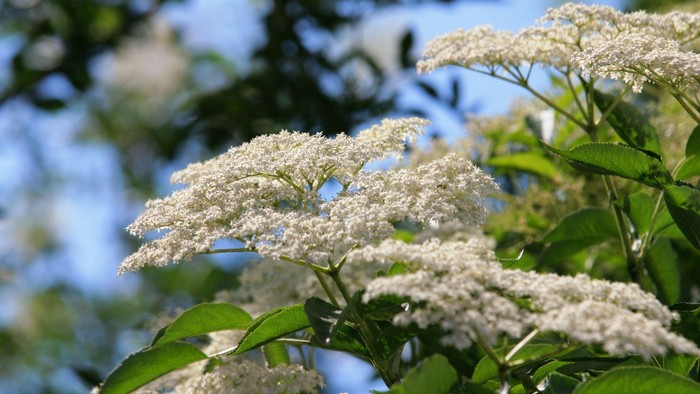 Sarte hvide vildblomsterklynger med frodigt grønt løv under en klar himmel.