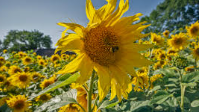 Lyse solsikker på en frodig mark under en klar blå himmel, der stråler med livlige gule blomster.