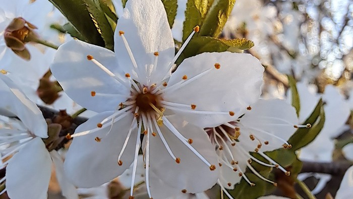 Sarte hvide blomster med orange spidser på støvdragerne på en trægren i forårs-solskin.