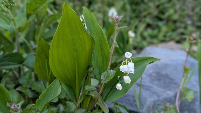 Üppiges grünes Laub mit zarten weißen Blüten, das in natürlicher Umgebung nahe einem Steinpfad wächst.