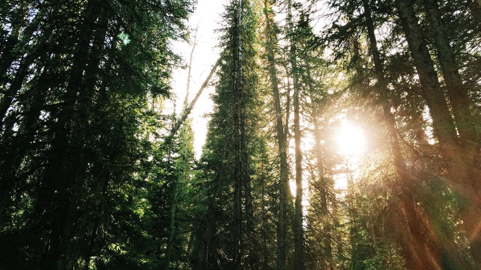 Sunlight filtering through tall trees in a dense forest.