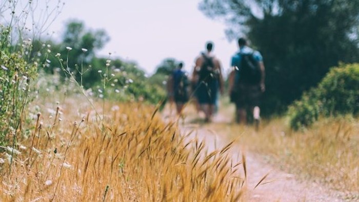 Drei Wanderer auf einem Feldweg durch trockenes Gras
