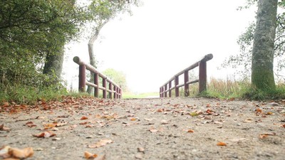 Ein ruhiger Pfad, gesäumt von herabgefallenem Laub und gesäumt von rustikalen Holzzäunen in einem bewaldeten Gebiet.