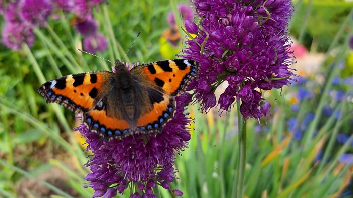 En livlig sommerfugl hviler på en klynge af lilla allium-blomster omgivet af grønt løv.
