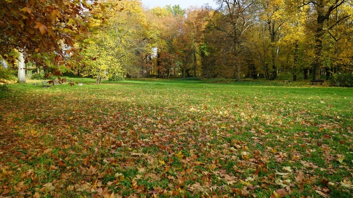 Grüne Wiese mit verstreuten Herbstblättern umgeben von Bäumen mit gelb und orange gefärbtem Laub.