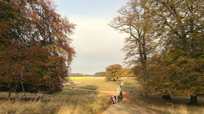En smal vej gennem en skov med høje træer og en åben mark i baggrunden