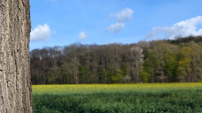 Nahaufnahme eines Baumstamms, der ein lebendiges Feld aus grünen und gelben Nutzpflanzen unter einem klaren Himmel rahmt.