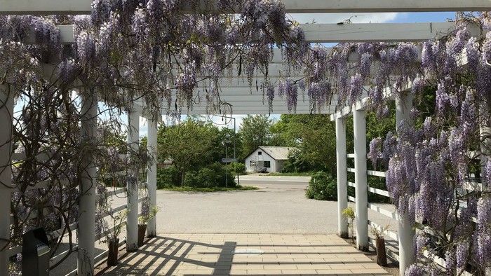 En pergola med blomstrende lilleblomst i en have