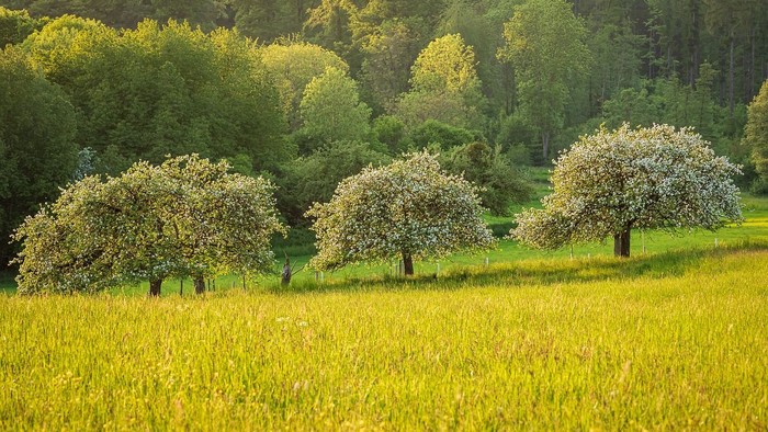 Drei blühende Bäume auf einem Feld mit hohem Gras und dichtem Wald im Hintergrund.