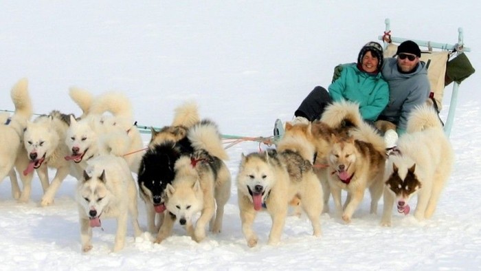 Trine og Ole Gamst-Pedersen kører på hundeslæde i Grønland med deres 15 hunde.