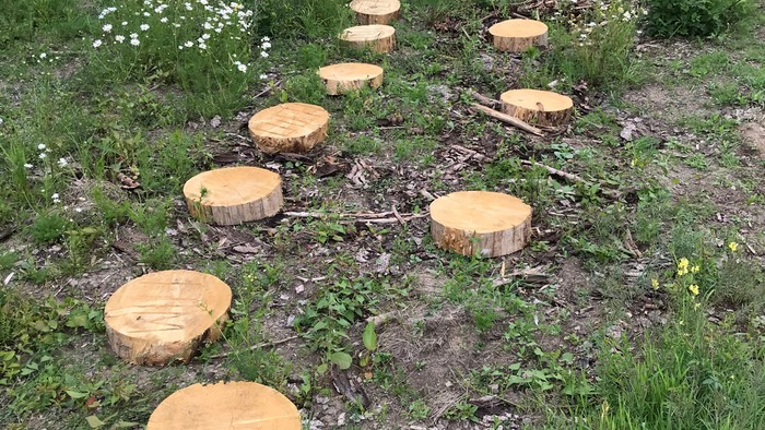 Holzscheiben im Wald