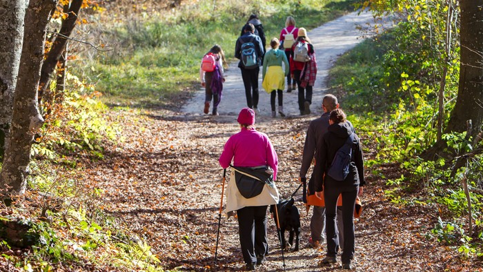 Flere mennesker inkl. børn og hunde går tur i skoven