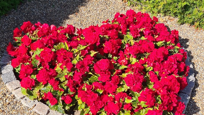 Et hjerteformet blomsterbælge med røde blomster i en have.